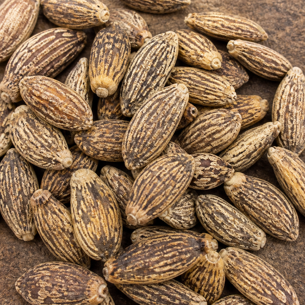 Ridge Gourd Seed